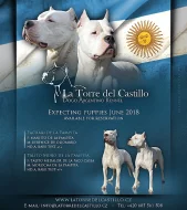 Argentinská doga s PP