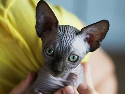 Kočička kanadský sphynx černá