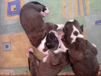 Šteniatkla nemeckého boxera