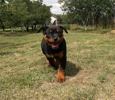 Rotvajler Rottweiler štěňata s PP.