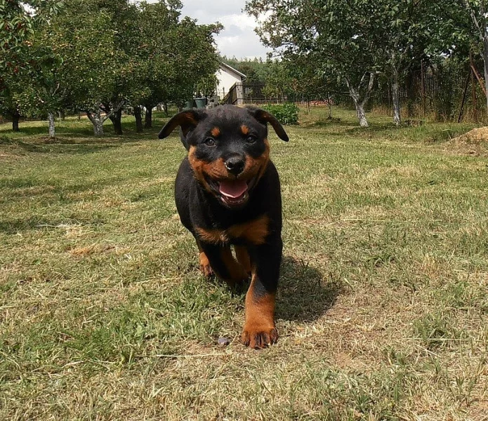 Rotvajler Rottweiler štěňata s PP.