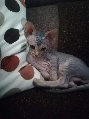 Sphynx koťátko holčička