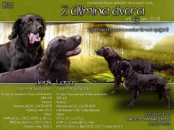 Německý dlouhosrstý ohař