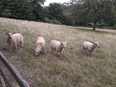 Jehničky a beránek - suffolk/charollais