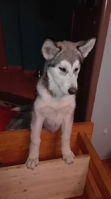 Daruji do dobrych rukou