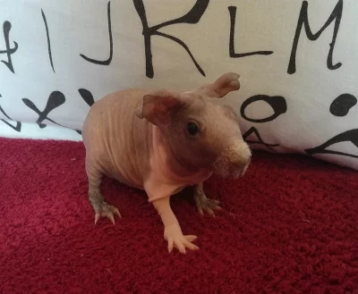 Skinny morče