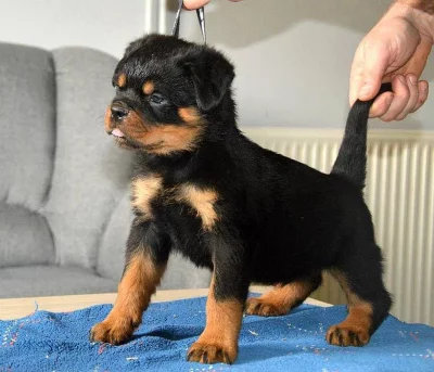 Rottweiler štěňata na prodej.