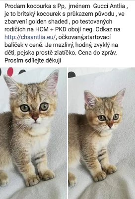 Prodej kocourka britská shared s PP