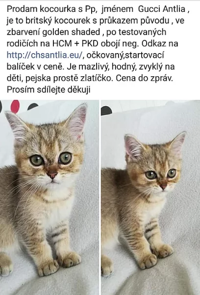 Prodej kocourka britská shared s PP