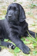 Černá štěňátka Flat Coated Retriever