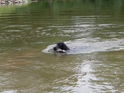 Černá štěňátka Flat Coated Retriever