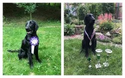 Černá štěňátka Flat Coated Retriever