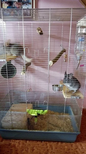 dva činčilí kluci, klec+vybavení