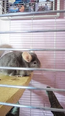 dva činčilí kluci, klec+vybavení