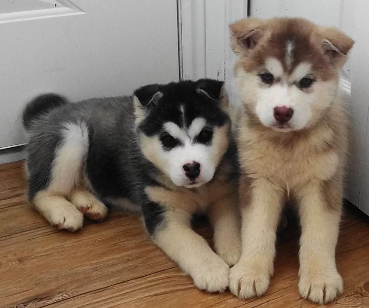 Přijímá / koupit Pomsky