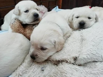 Labrador