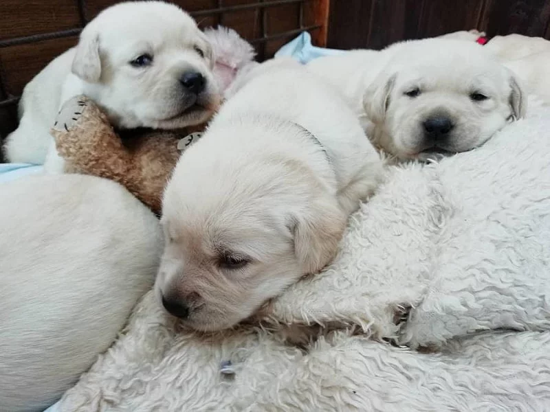 Labrador