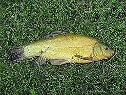 Prodám nástražní líny 20 - 30 cm v Turnově.