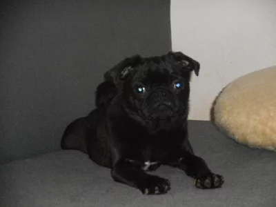 Mops - pejsek s pp