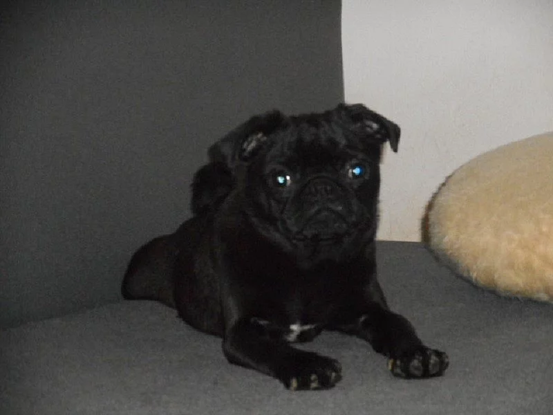 Mops - pejsek s pp