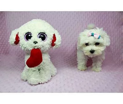 Maltese