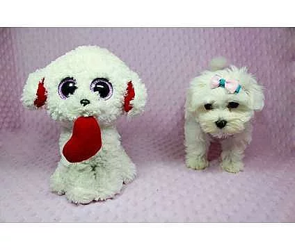 Maltese