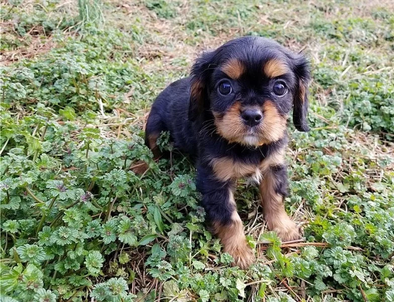 Cavalier king