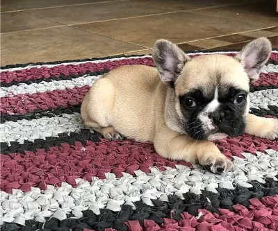 French bulldog