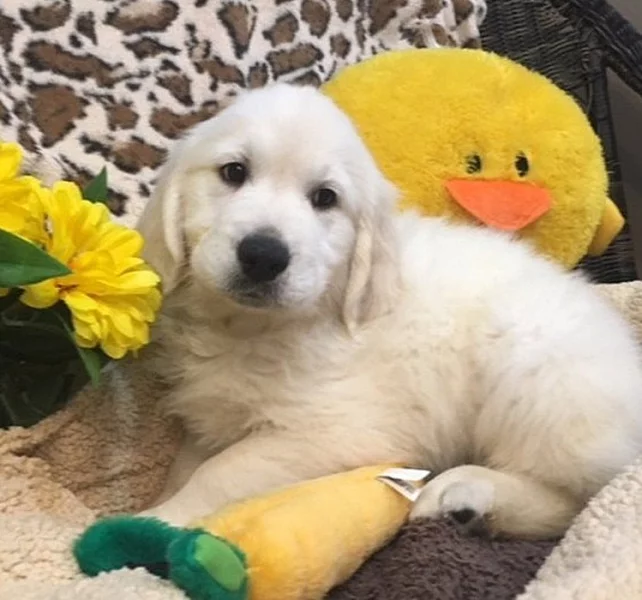 Golden Retriever