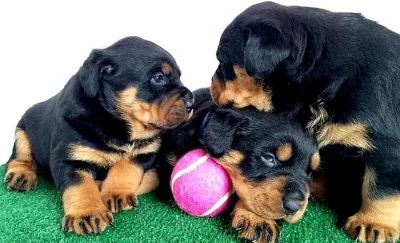 Rottweiler
