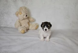 Coton de Tulear - nabídka štěňat s PP, k odběru od 18.7.2018
