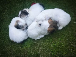 Coton de Tulear - nabídka štěňat s PP, k odběru od 18.7.2018
