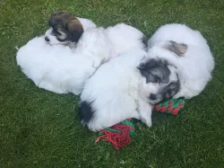 Coton de Tulear - nabídka štěňat s PP, k odběru od 18.7.2018