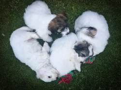 Coton de Tulear - nabídka štěňat s PP, k odběru od 18.7.2018