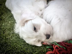 Coton de Tulear - nabídka štěňat s PP, k odběru od 18.7.2018