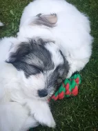 Coton de Tulear - nabídka štěňat s PP, k odběru od 18.7.2018