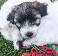 Coton de Tulear - nabídka štěňat s PP, k odběru od 18.7.2018