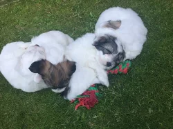 Coton de Tulear - nabídka štěňat s PP, k odběru od 18.7.2018