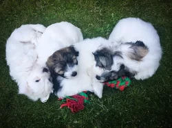 Coton de Tulear - nabídka štěňat s PP, k odběru od 18.7.2018