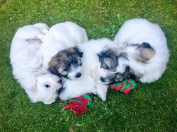 Coton de Tulear - nabídka štěňat s PP, k odběru od 18.7.2018