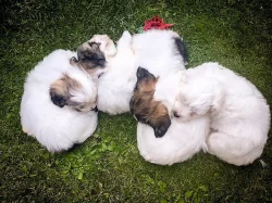 Coton de Tulear - nabídka štěňat s PP, k odběru od 18.7.2018