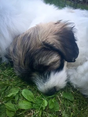 Coton de Tulear - nabídka štěňat s PP, k odběru od 18.7.2018