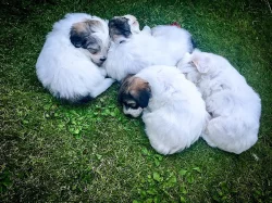 Coton de Tulear - nabídka štěňat s PP, k odběru od 18.7.2018