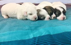 Coton de Tulear - nabídka štěňat s PP, k odběru od 18.7.2018