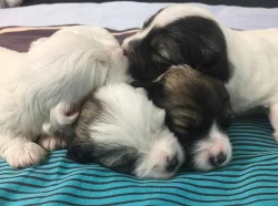 Coton de Tulear - nabídka štěňat s PP, k odběru od 18.7.2018