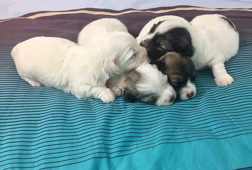 Coton de Tulear - nabídka štěňat s PP, k odběru od 18.7.2018