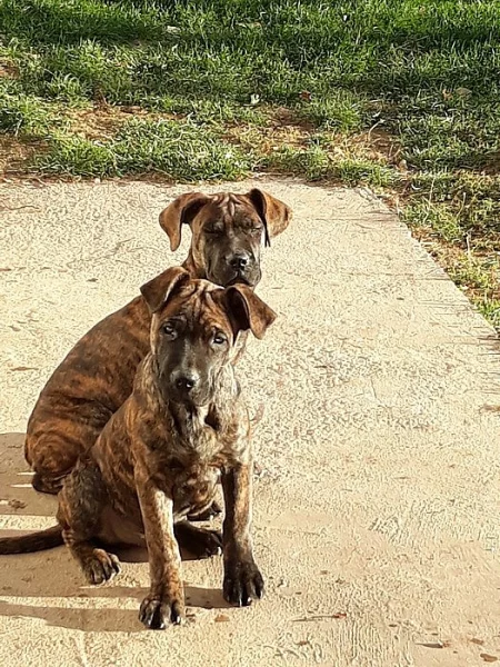 Americký bandog