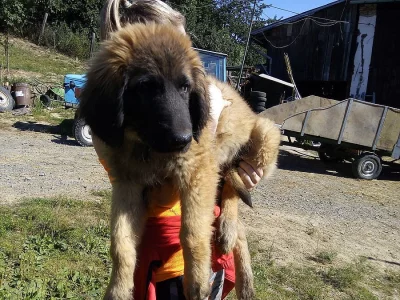 Leonberger bez pp