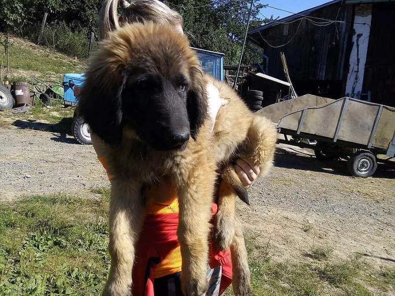 Leonberger bez pp