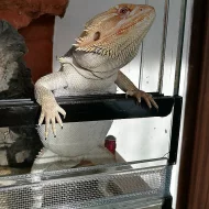 Agama vousatá + terárium a příslušenství